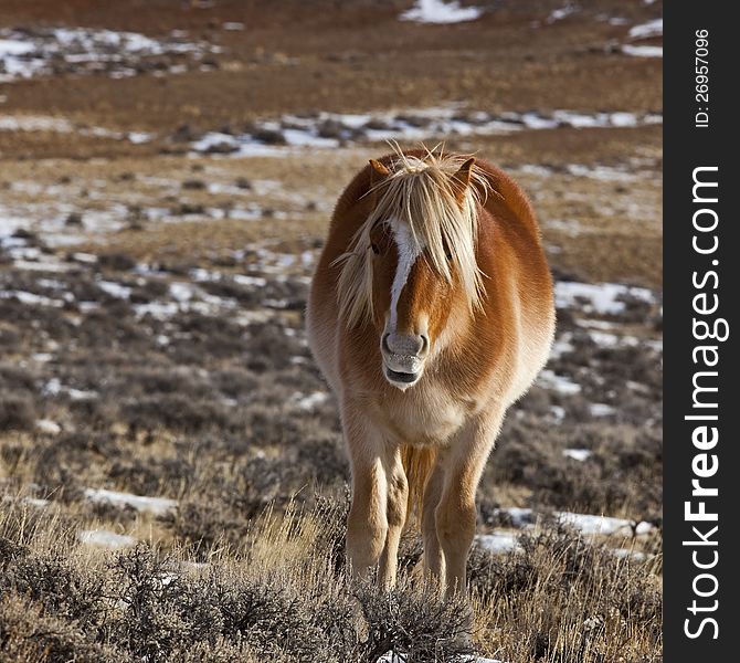 Wild mustang dominant mare survives on the high desert winter range in McCullough Peaks badlands of western Wyoming and Montana. Wild mustang dominant mare survives on the high desert winter range in McCullough Peaks badlands of western Wyoming and Montana.