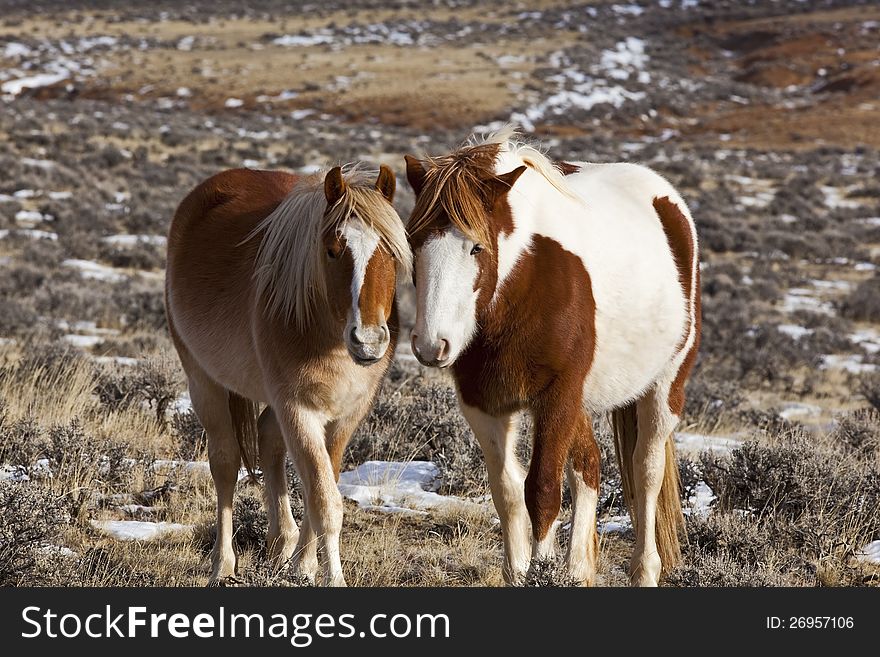 Wild horse mustangs in McCullough Peaks badlands of Wyoming and Montana exist on the cold winter range. Wild horse mustangs in McCullough Peaks badlands of Wyoming and Montana exist on the cold winter range.