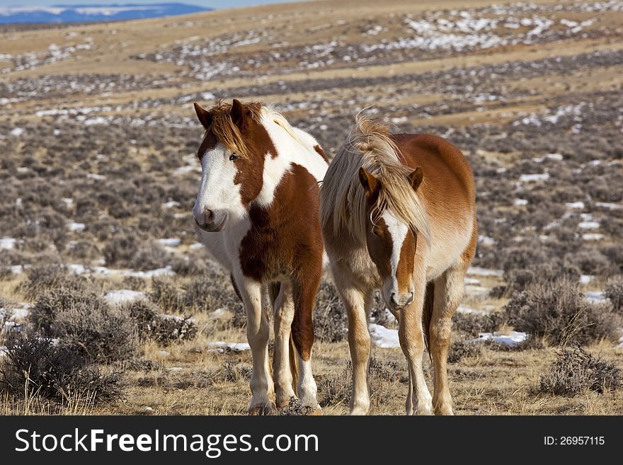 Wild Horses In Wyoming