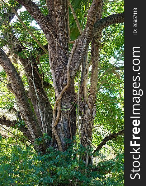 Vertical shot of a large oak tree with a ficus type strangler vine growing up its trunk. Vertical shot of a large oak tree with a ficus type strangler vine growing up its trunk.
