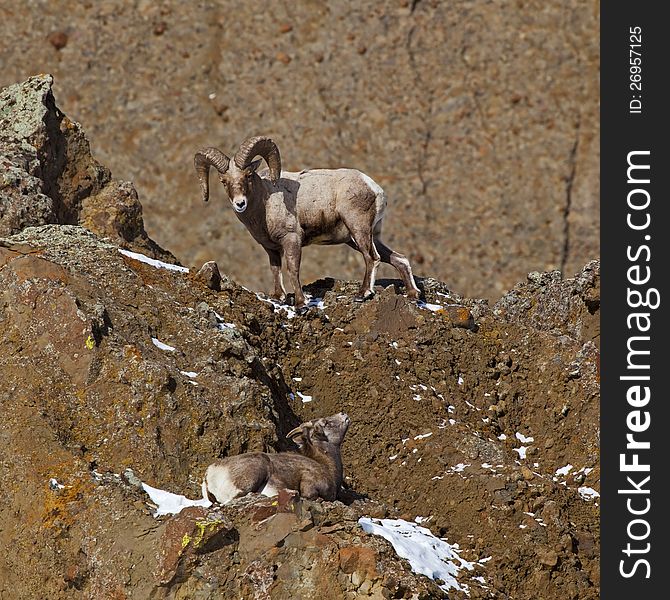 Big Horn Sheep are in the Absaroka Mountain Range of northern Wyoming. Big Horn Sheep are in the Absaroka Mountain Range of northern Wyoming.
