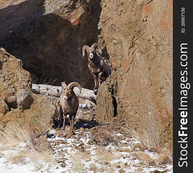 Big Horn Sheep rams are in the Absaroka Mountain Range of northern Wyoming and climb the large cliffs. Big Horn Sheep rams are in the Absaroka Mountain Range of northern Wyoming and climb the large cliffs.