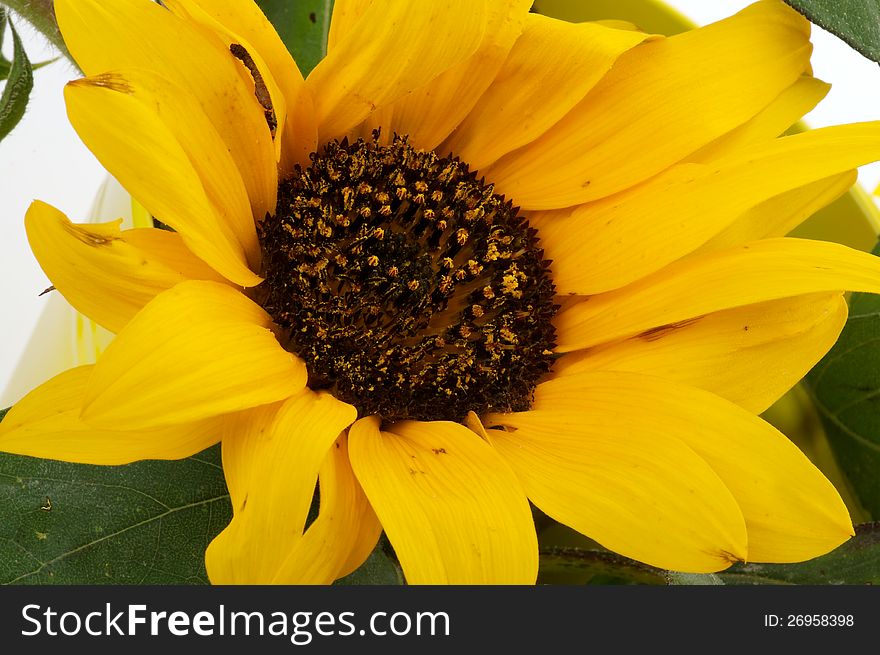 Perfect Sunflower with Leafs closeup