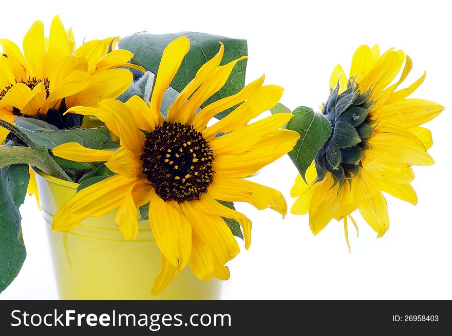 Beautiful Perfect Sunflowers with Leafs in Yellow Bucket isolated on white background. Beautiful Perfect Sunflowers with Leafs in Yellow Bucket isolated on white background