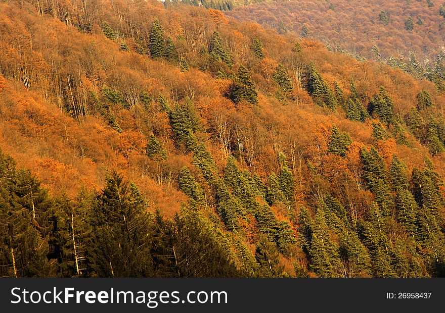 Forest in autumn with specific colors on mountain side. Forest in autumn with specific colors on mountain side