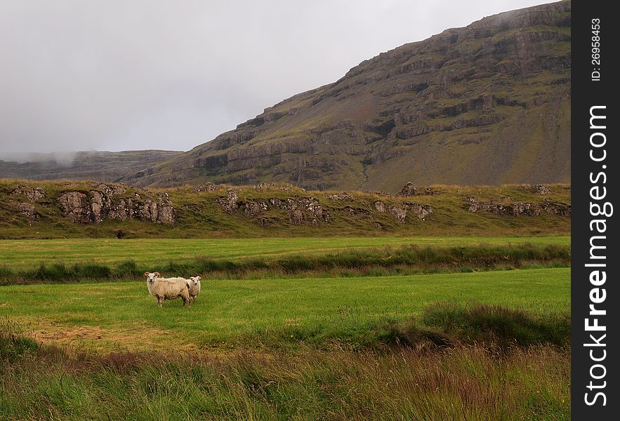 Icelandic landscape with sheep and mist