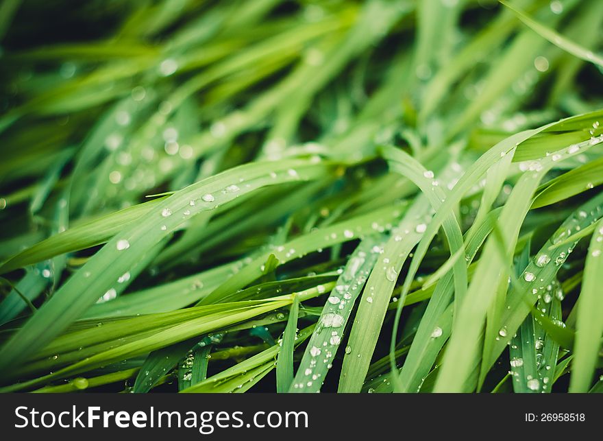 Water Drops On The Fresh Green Grass