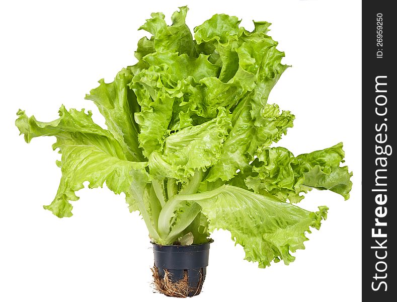 Green lettuce on white background