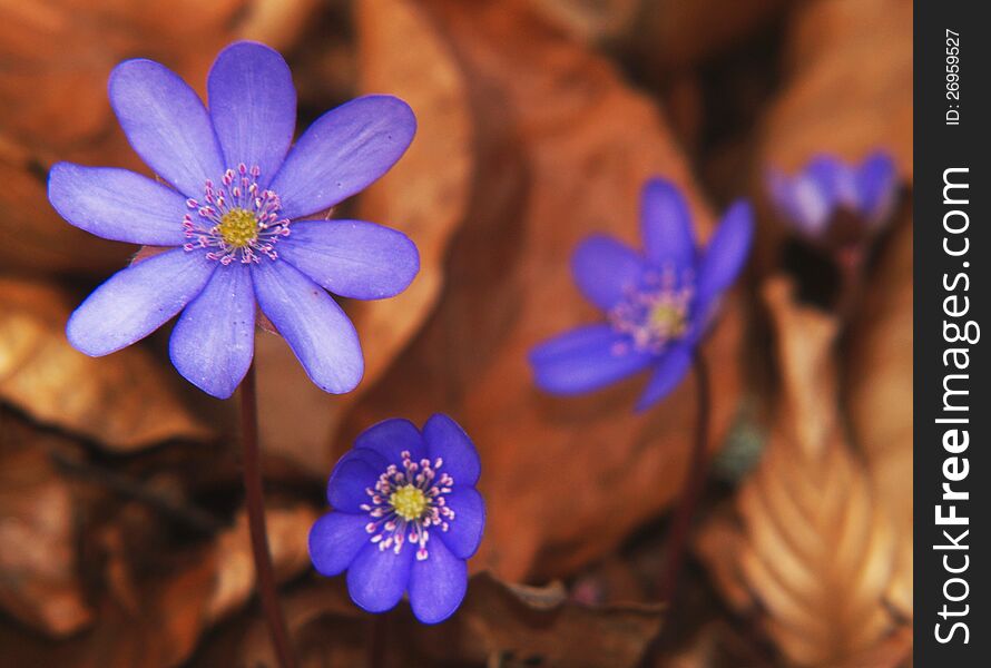 Hepatica Spring Flowers