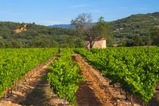 Landscape With Vineyard Stock Photos Landscape With Vineyard Stock Photos