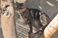 House Cat Royalty Free Stock Photos House Cat Royalty Free Stock Photos