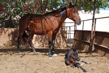Arabian Mare And Foal Royalty Free Stock Photo Arabian Mare And Foal Royalty Free Stock Photo