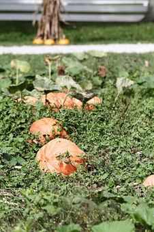 Pumpkin Patch Royalty Free Stock Image Pumpkin Patch Royalty Free Stock Image