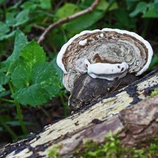 Free Fungus Royalty Free Stock Photos - 26966758