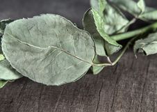 Dry Green Leaf From Rose Leaf Stock Photography