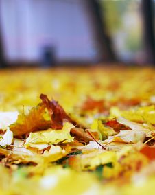 Autumn Nature: Yellow Fallen Leaves In The Park Stock Images