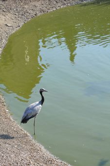 Heron Portrait Near Lake Royalty Free Stock Photo Heron Portrait Near Lake Royalty Free Stock Photo