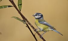 Free Blue Tit Stock Photography - 26969952
