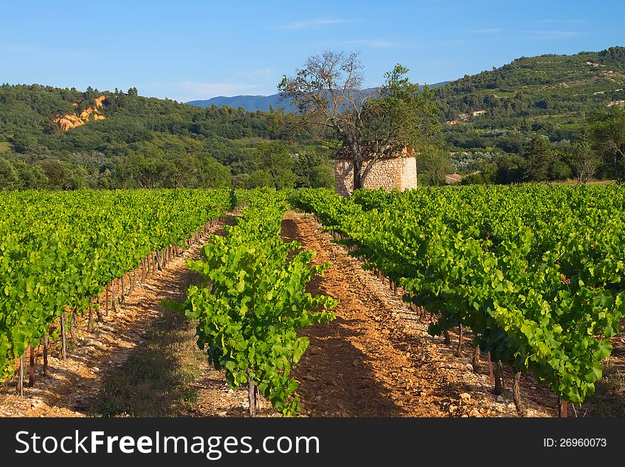 Landscape with vineyard in Provence (France).