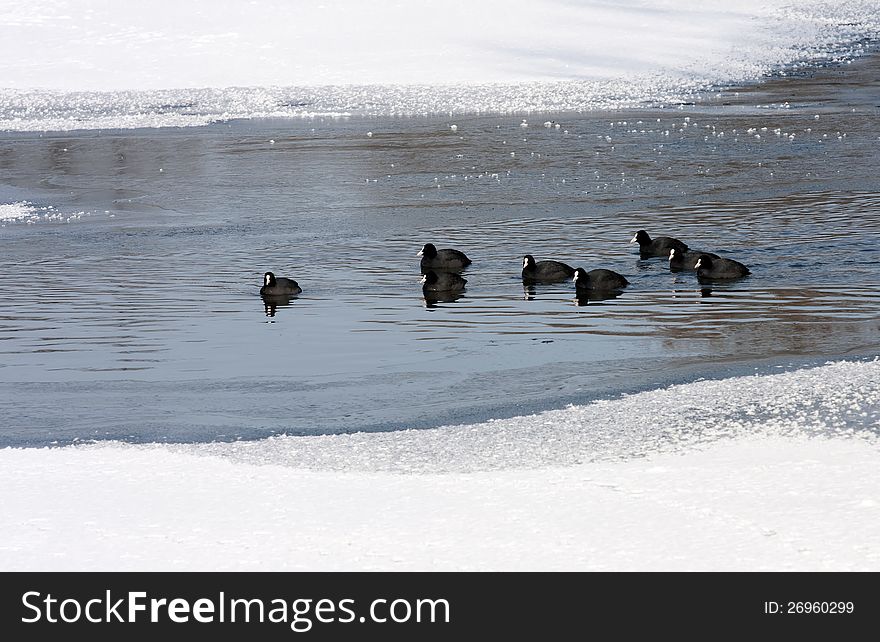 Ducks swimming in the frozen river. Ducks swimming in the frozen river.