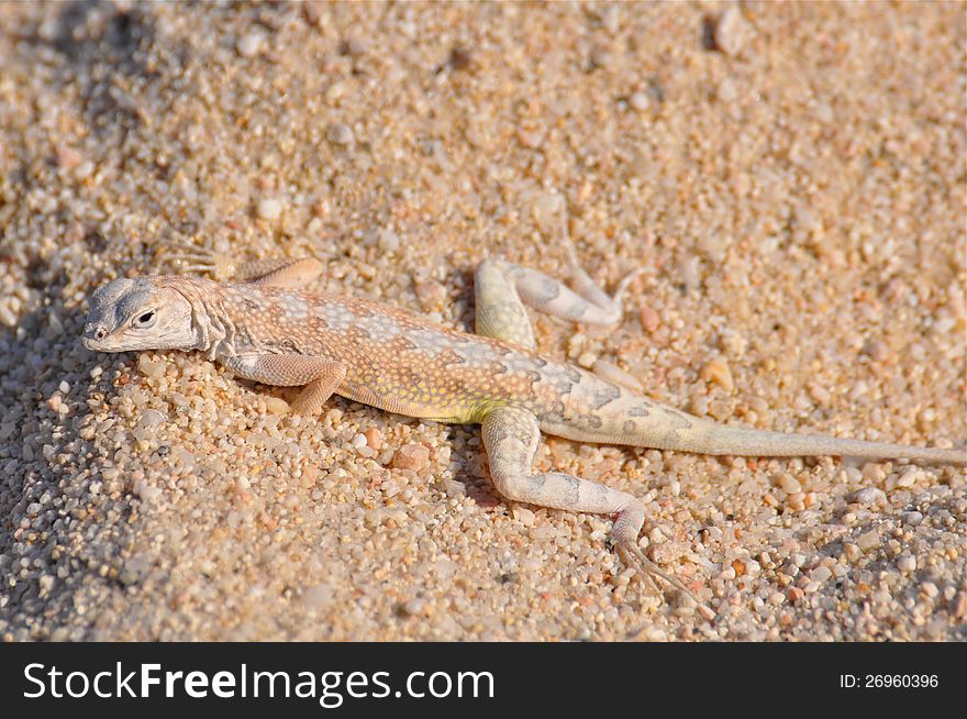 Sand colored lizard camouflaged on the beach of Baja California, Mexico. Sand colored lizard camouflaged on the beach of Baja California, Mexico