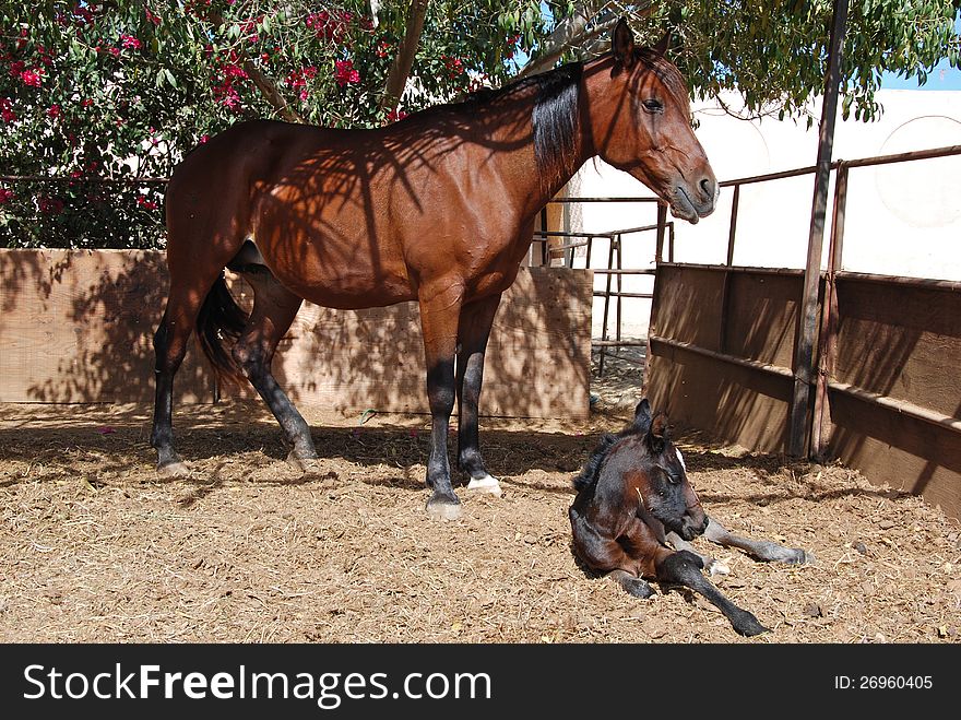 Arabian mare and foal
