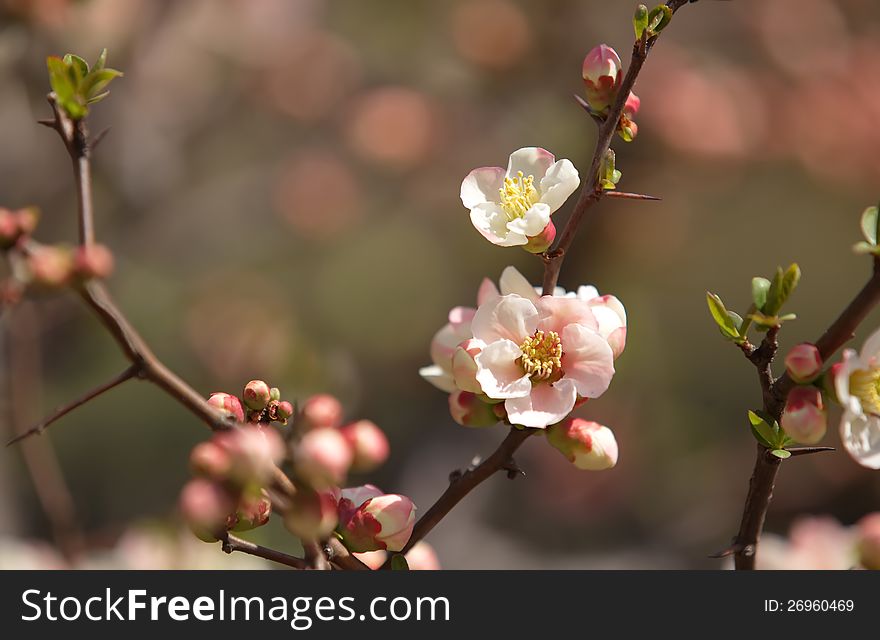Sakura, Cherry blossom in Japan