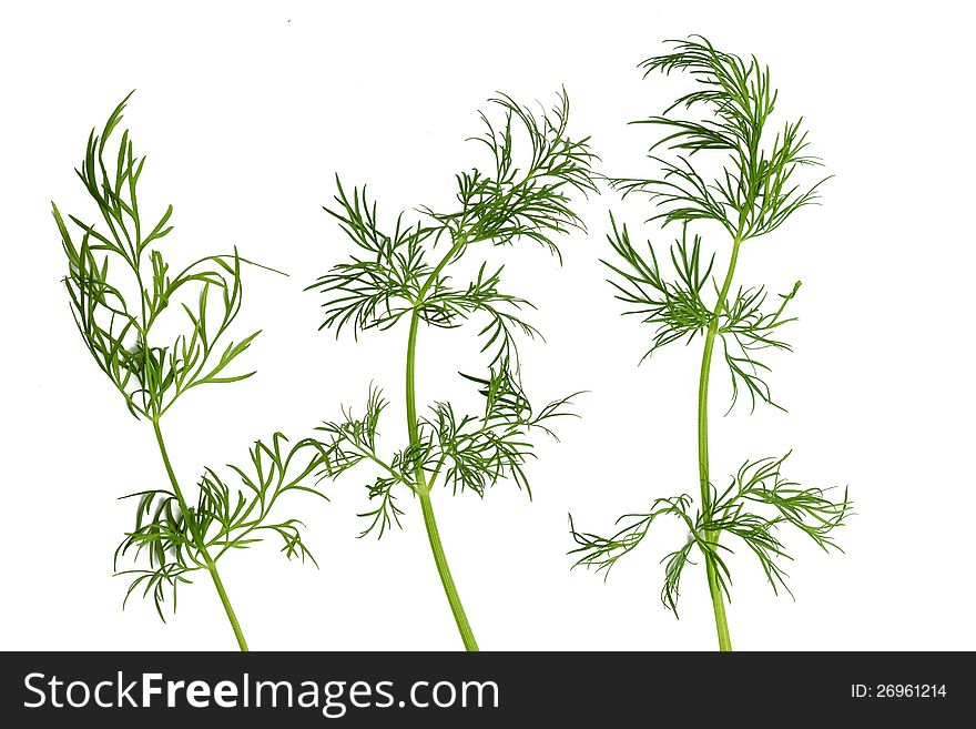 Green fennel leaf isolated on white background