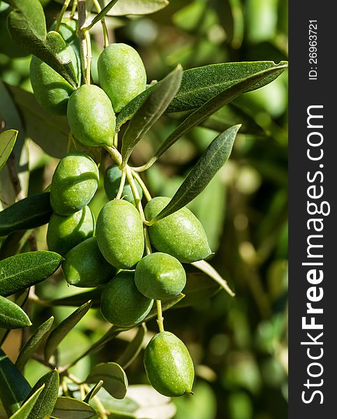 Beautiful olives fruit from Spain