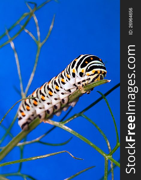 Macro of a caterpillar of Papilio machaon species