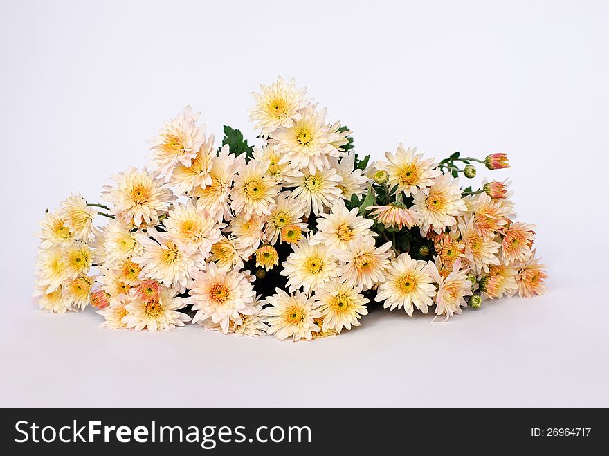 Autumn flowers yellow chrysanthemum on the white background. Autumn flowers yellow chrysanthemum on the white background