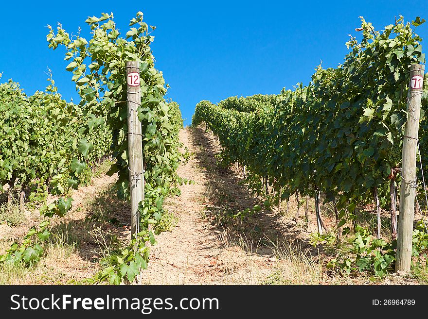 A Vineyard In Italy