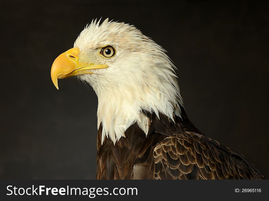 Portrait of Bald Eagle on a dark background