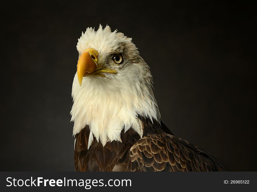 Bald Eagle portrit on a neutral background. Bald Eagle portrit on a neutral background