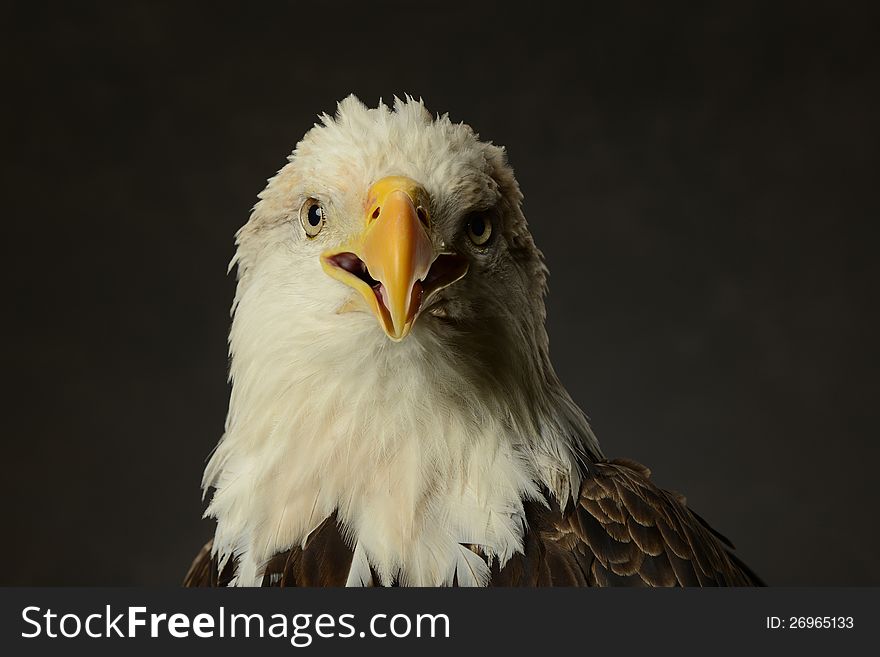 Portrait of Bald Eagle