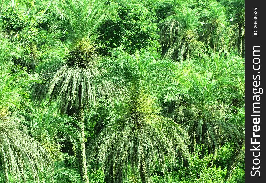 Date palm trees and lush green foliage. Date palm trees and lush green foliage