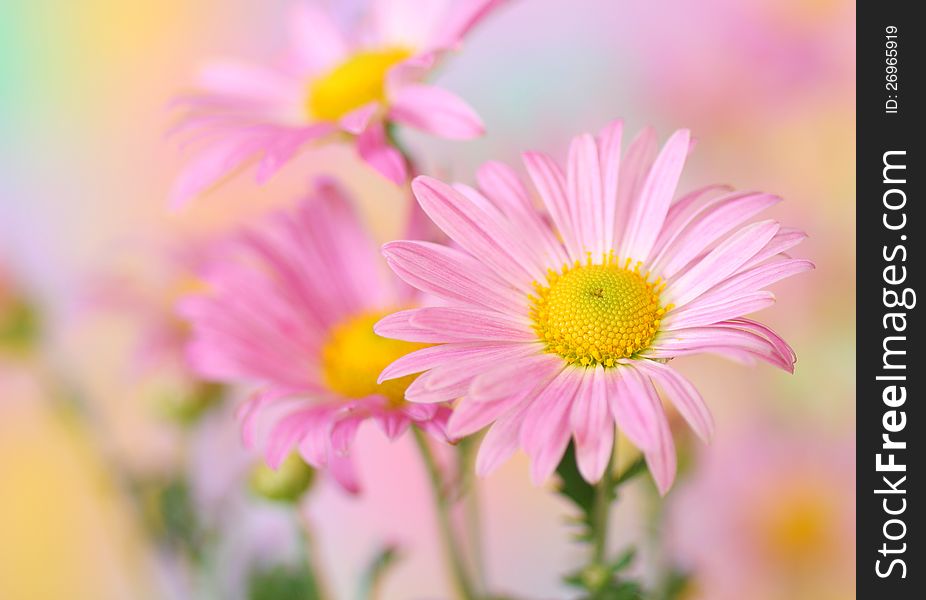 Pink chrysanthemum flowers