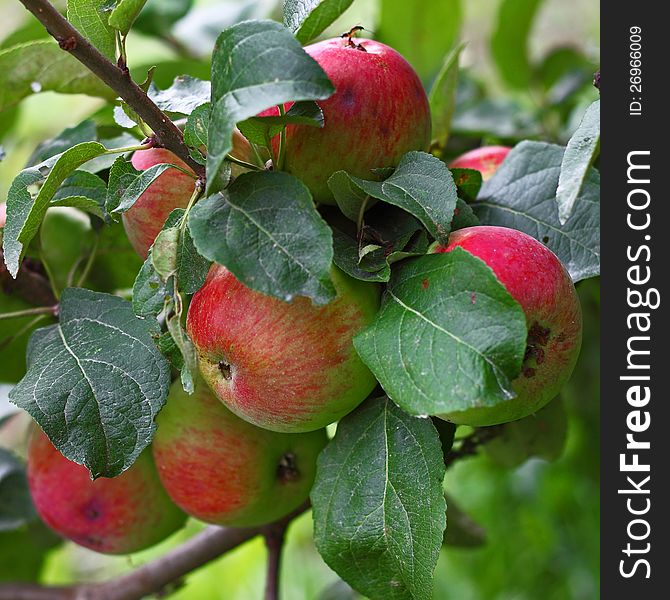 Closeup of apples bunch partly covered with foliage