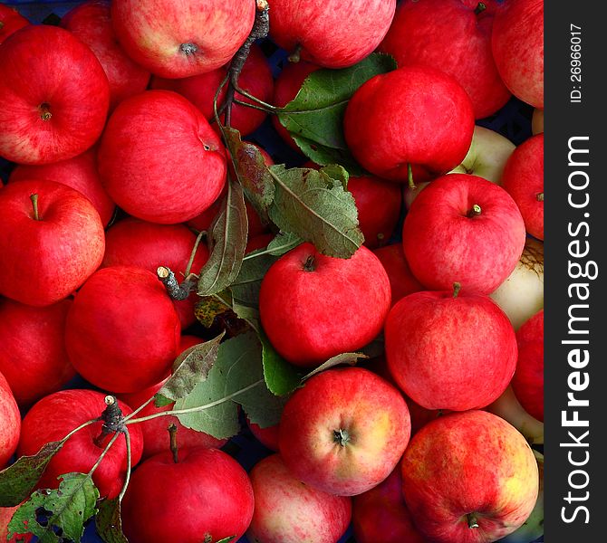 Ripe apples, pink with green leaves piled up in a blue box