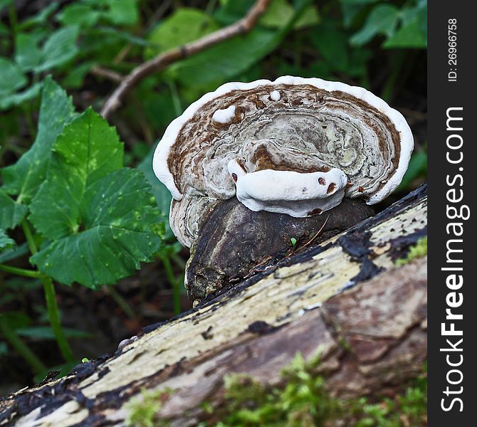 Wood fungus, resembling a smiling human face