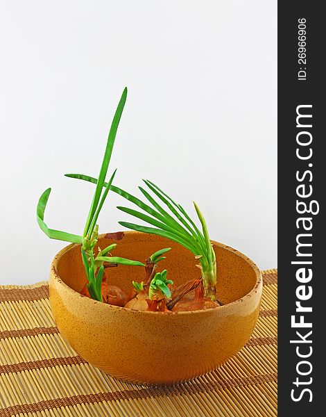 Sprouts of green onions in a ceramic bowl. Sprouts of green onions in a ceramic bowl