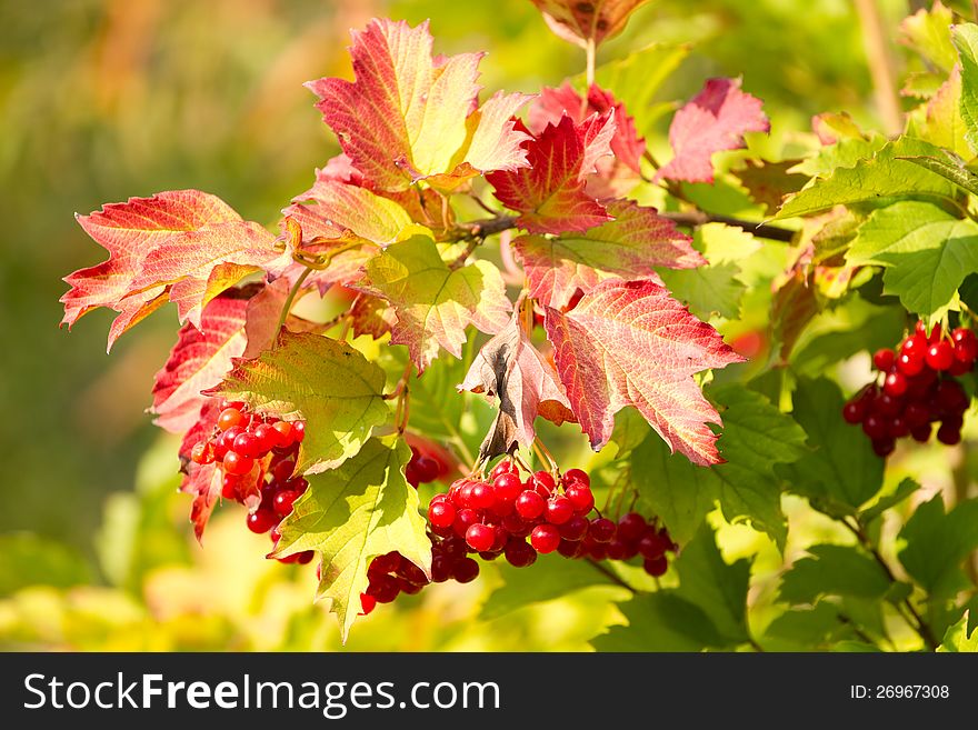 Red Viburnum berries