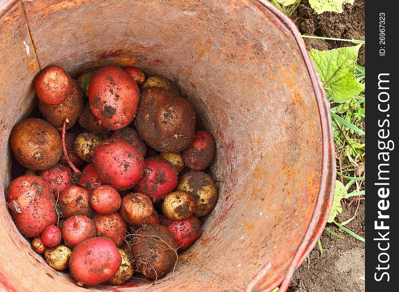 Potatoes small portion at the bottom of a rusty tin bucket