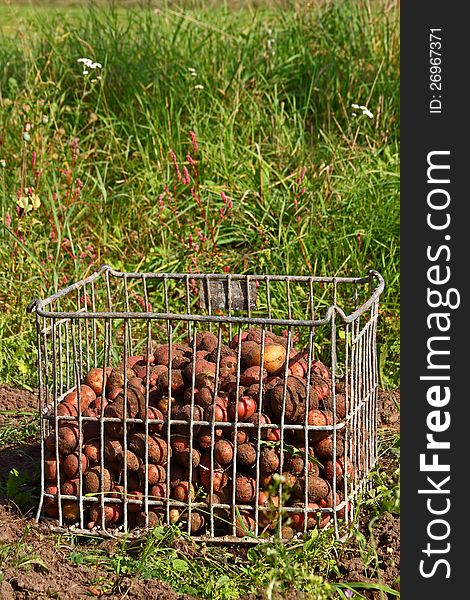 Potatoes fresh dug, in the metallic cage box on green grass background