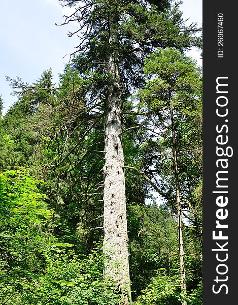 Trees in the Black Forest