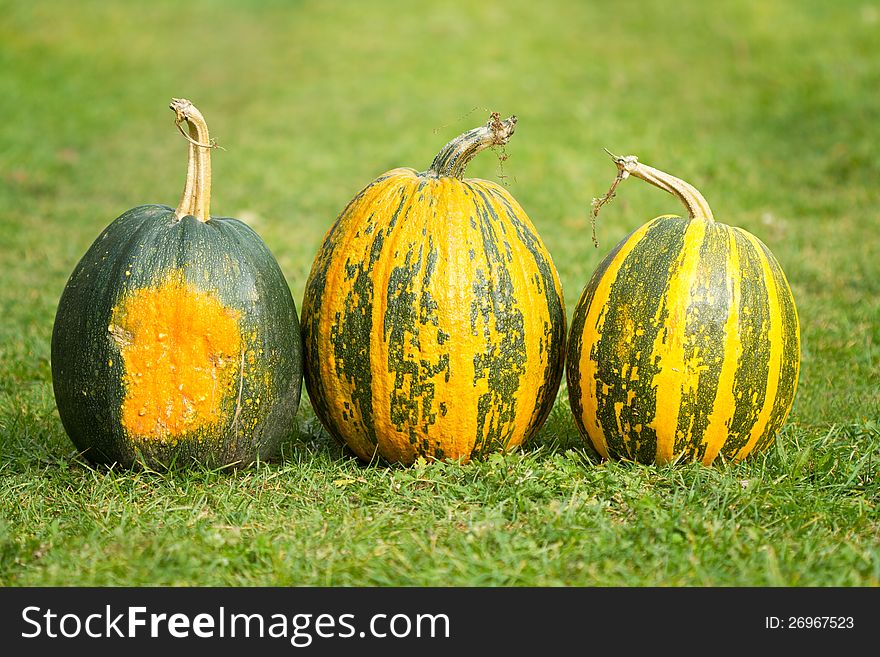 Three autumn pumpkins on the grass