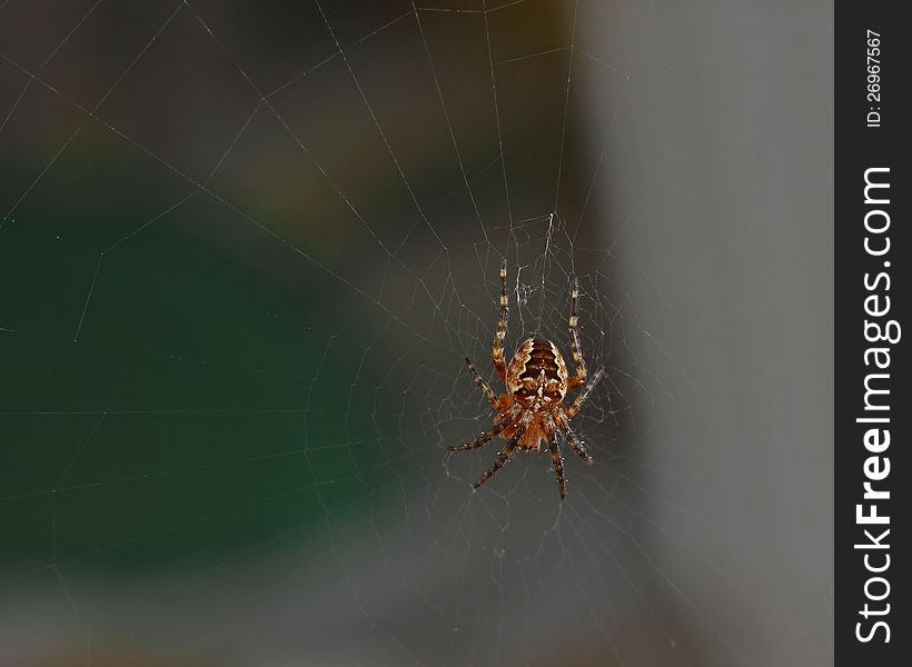 Cross tee spider Araneus diadematus in his web is waiting for the victim macro closeup. Cross tee spider Araneus diadematus in his web is waiting for the victim macro closeup