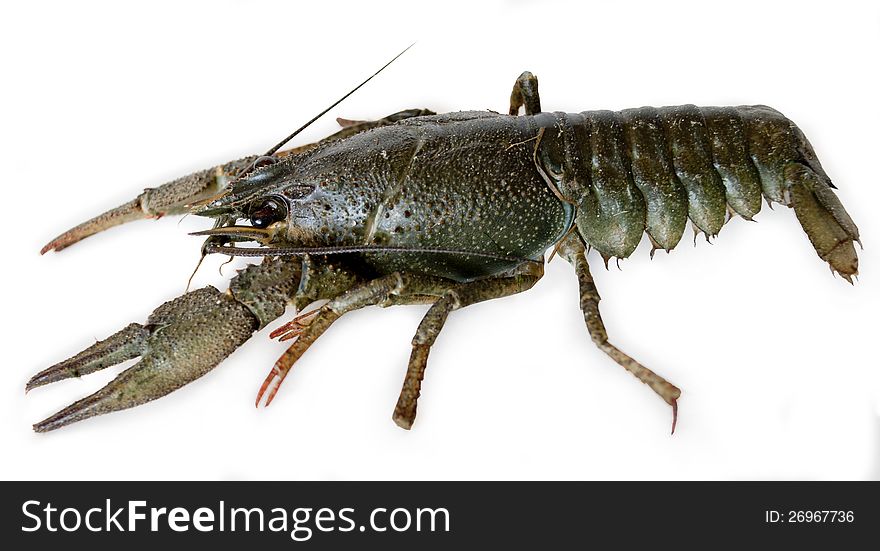 Crayfish