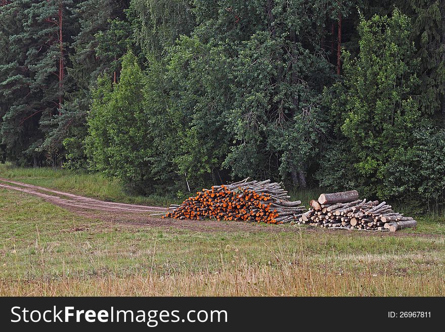 Colorful wood log stacks on the forest background. Colorful wood log stacks on the forest background