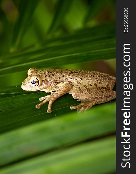 Cuban Tree Frog On Palm Frond